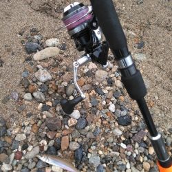 遠投したものの不発