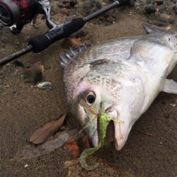 淀川ブリームゲーム 雨上がりの高活性