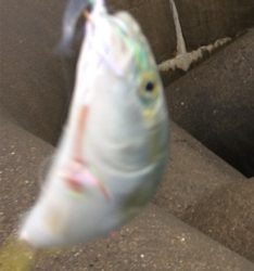 雨の中でもツバス