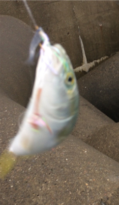 雨の中でもツバス