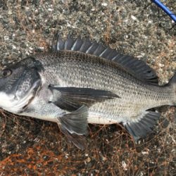 紀州釣りで快釣