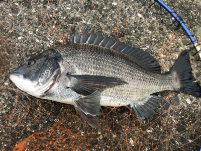 紀州釣りで快釣