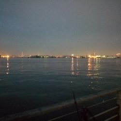 タコ→シーバス→タコ