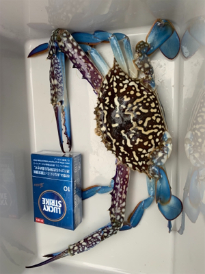 キス釣りからのワタリガニー！？