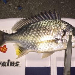 アジングでキビレ