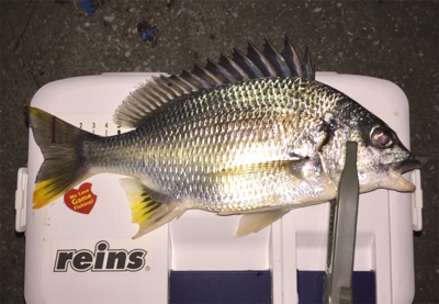 アジングでキビレ