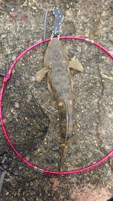 ダイソールアーでマゴチ2本！