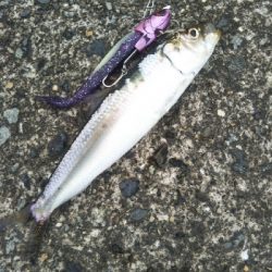 もれなくツバス