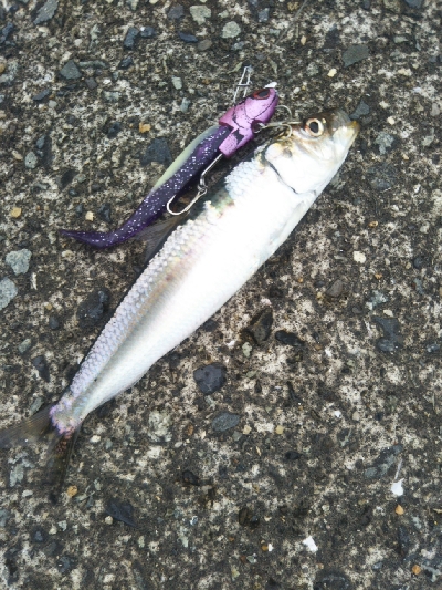 もれなくツバス