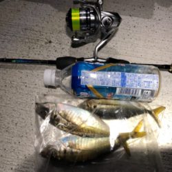 アジング アジング 楽しいな