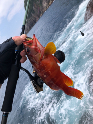 マルヒサ渡船爆釣ハタゲーム