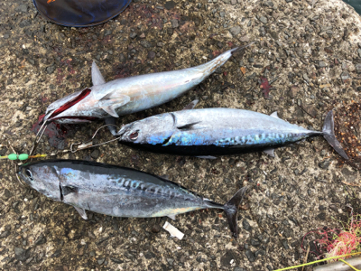 ジグサビキがハマった