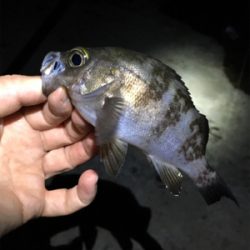 まだ釣れるメバル