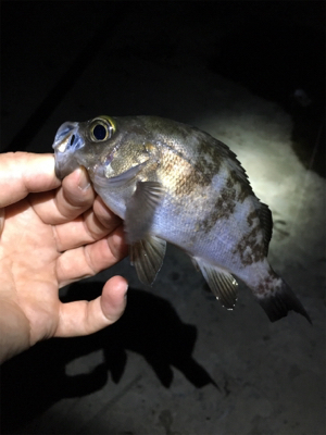 まだ釣れるメバル