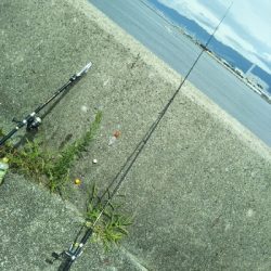 次はサヨリです!