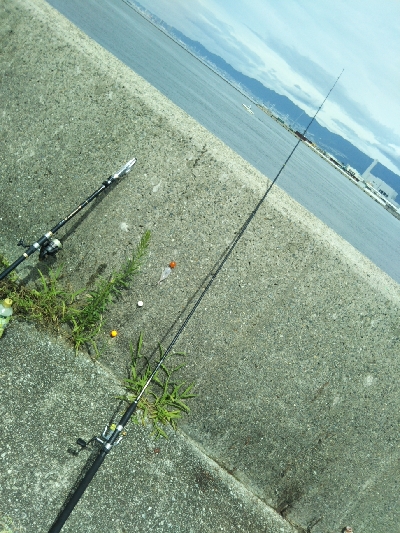 次はサヨリです!