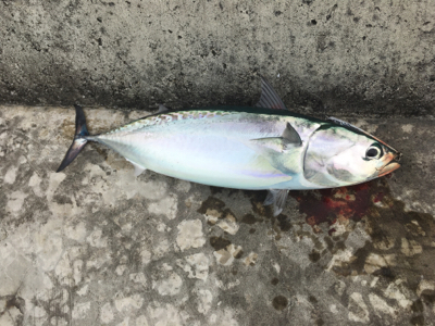 初ソウダガツオ！！