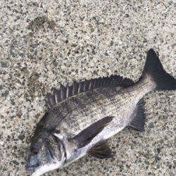 今日はアジの活性高いです