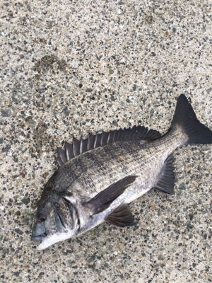 今日はアジの活性高いです