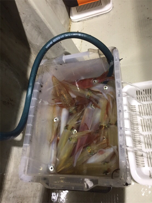 網野沖イカメタル釣行