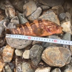 親父たちの釣行 ホームグランド編