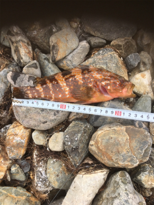 親父たちの釣行 ホームグランド編