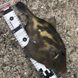 淡路島遠征するも…