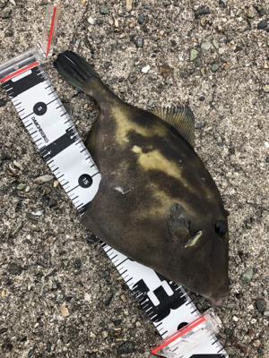 淡路島遠征するも…