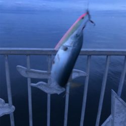 サゴシ狙いましたが。