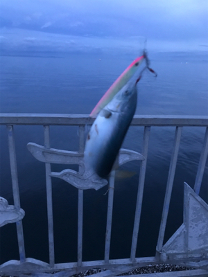 サゴシ狙いましたが。