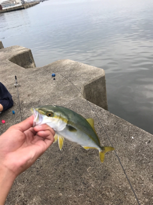 貴重なつばすちゃん