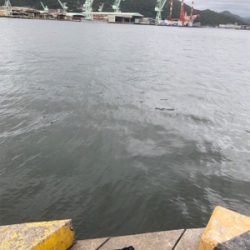 サビキ、サヨリ、泳がせ