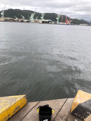 サビキ、サヨリ、泳がせ