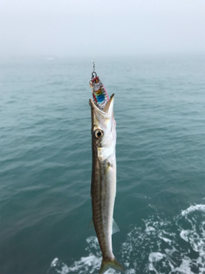 五目釣りならず…