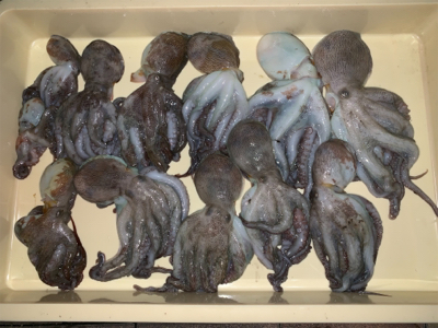 とうとう、爆ったよ！