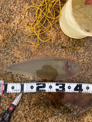 キス釣り大会でシタビラメ‼︎…