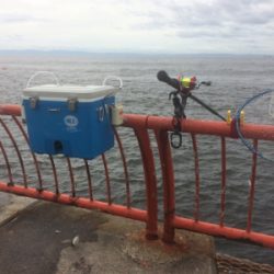 濁流でもカゴでマダイ