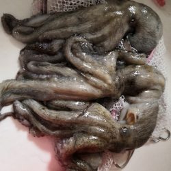 オクトパッシング