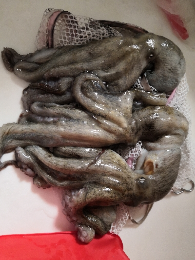 オクトパッシング