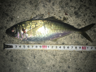 貝塚ライトゲーム