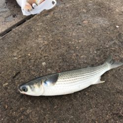 久々団子釣りボラの呪いからタコ