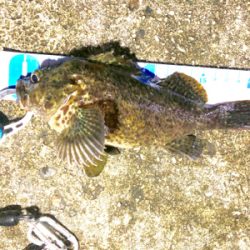 ガシラとタケノコメバル(多分)