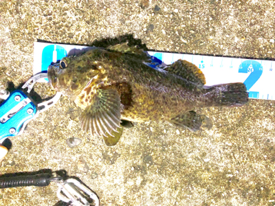 ガシラとタケノコメバル(多分)