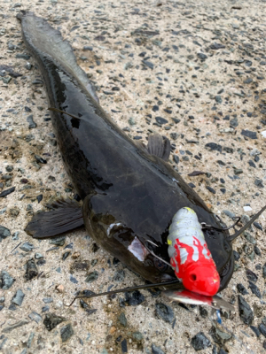 夕まづめにナマズゲーム