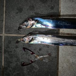 もう釣れてきたパターン？！