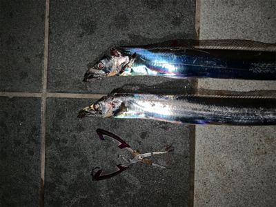 もう釣れてきたパターン？！