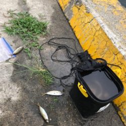 久しぶりのサビキ釣り(^^)