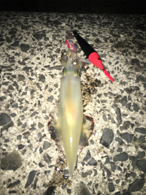 餌巻エギ最強説3