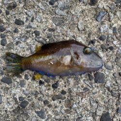 ROCKFishを求めて