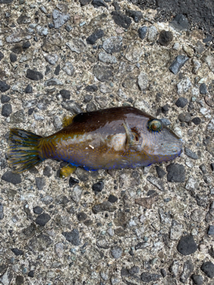 ROCKFishを求めて